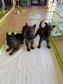 German Shepherd