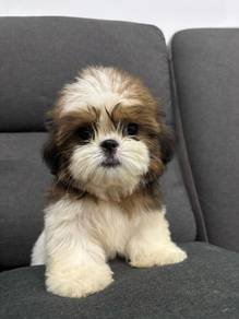 QW488 Shih Tzu white and brown haired puppy