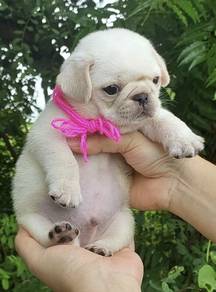 PUG PUPPIES 668 🌻 New Born Male White