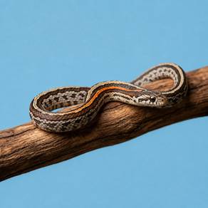Corn Snake Tessera Het Amel