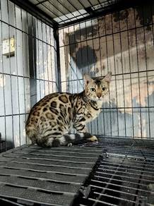 Kucing Bengal Rosseted Female