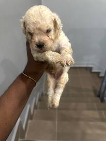 mini toy poodle