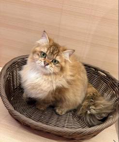 Munchkin Long cat for Sale