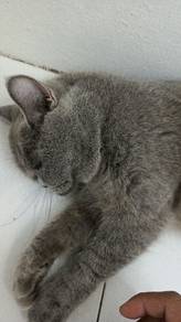bsh blue betina
