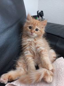 Orange Mainecoone Kitten
