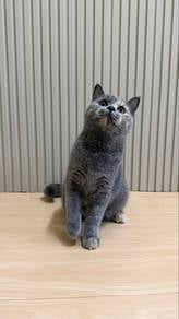 Blue Cream Kitten