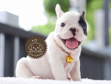 FRENCH BULLDOG PUPPIES 🌻VIP32  Boy - CERT