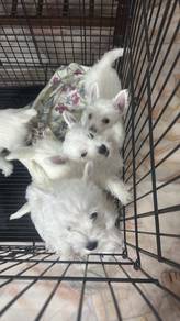 West Highland White Terrier (M/F) Wholesale price