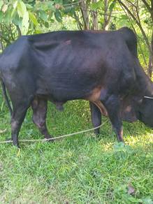 Lembu Jantan Kota Bharu