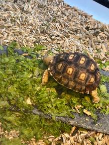 Sulcata (4Inch)