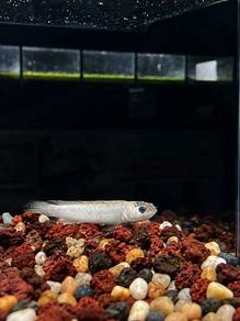Channa Asiatica Platinum