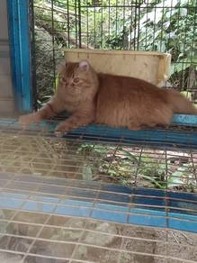 kucing 