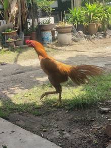 Bapak Muda Nokdeang Ekor Lidi