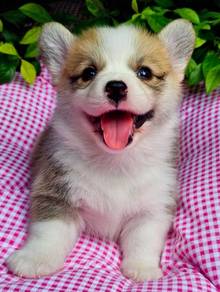 CORGI PUPPIES C122 Fluffy Male & Female