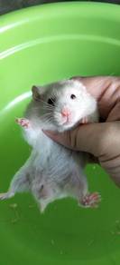 hamster syrian 