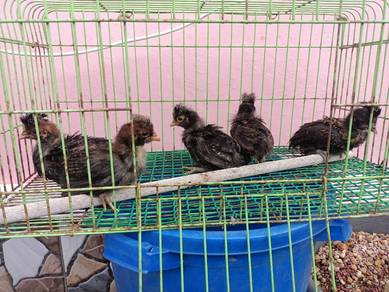 ayam poland
