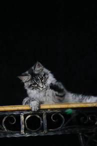 Bsh sliver tabby