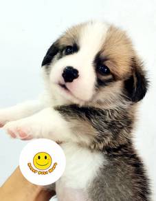 W4444 Welsh Corgi orange white long hiared puppy