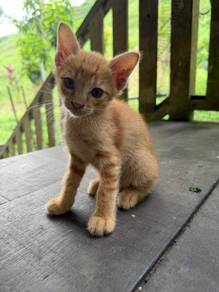 little brownie kitten