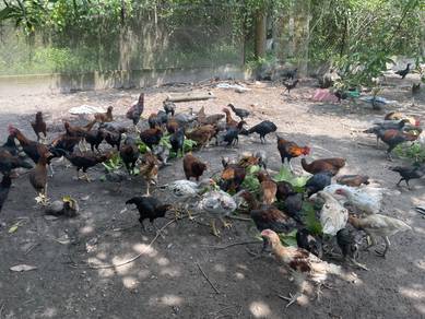 Ayam kampung Asli