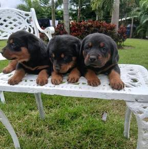 rottweiler 5
