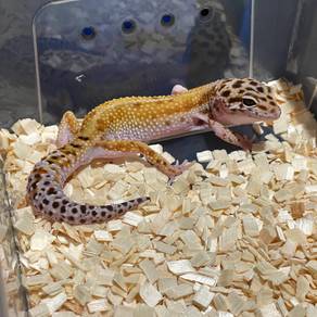 Leopard Gecko Red Stripe