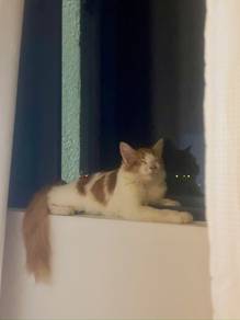 Domestic Long Hair DHL