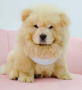 Chow Chow