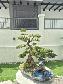 Boxwood Bonsai Promotion ! 🔥 老板收藏级黄杨特价出让｜镇宅聚财