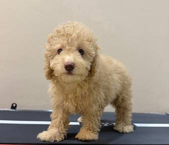 Maltipoo 