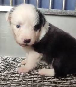 Border collie special marking