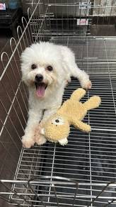MaltiPoo (Maltese mix Poodle) Male adult 马尔泰 成犬 男生