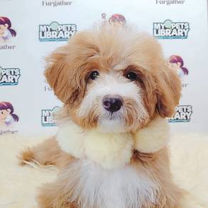 Maltipoo (Maltese mix Poodle )