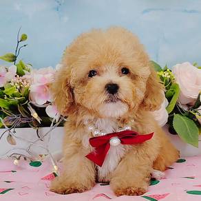 Poodle Toy