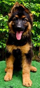 GERMAN SHEPHERD PUPPIES GSD44🐻 Good structure