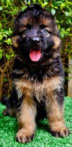 GERMAN SHEPHERD PUPPIES GSD66 Good structure Boy