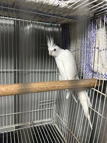 Burung cokatiel