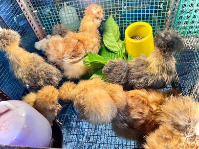 ayam silkie American silkie chicken