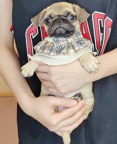 Pug