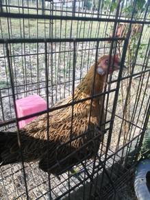 Ayam hutan