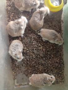 Hamster robovski matang