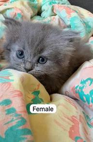 scottish straight semi long hair female