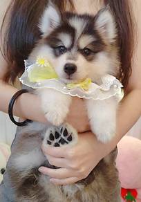 Husky