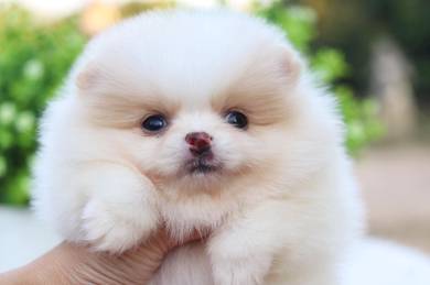 Pomeranian