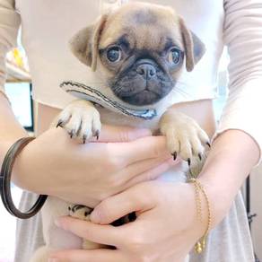 Pug