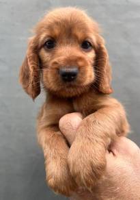 ENGLISH COCKER SPANIEL PUPPIES C162🌻 Male-Female