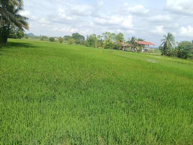 Agricultural Land in Arau, PLS