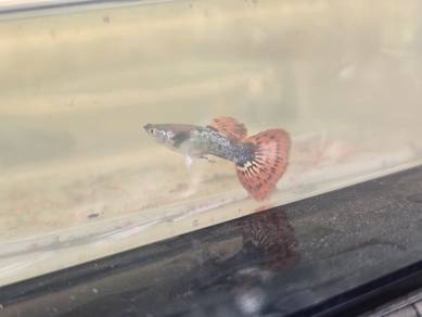 mix strain guppy