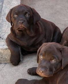 Labrador retriever 15