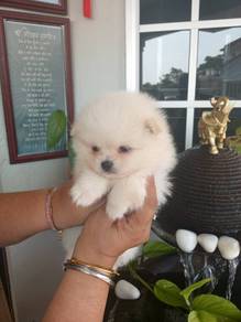 Pomeranian puppy for rehomed